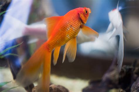 水族箱擺放位置|【風水特輯】想催財就在家裡「這邊」放魚缸！養魚風。